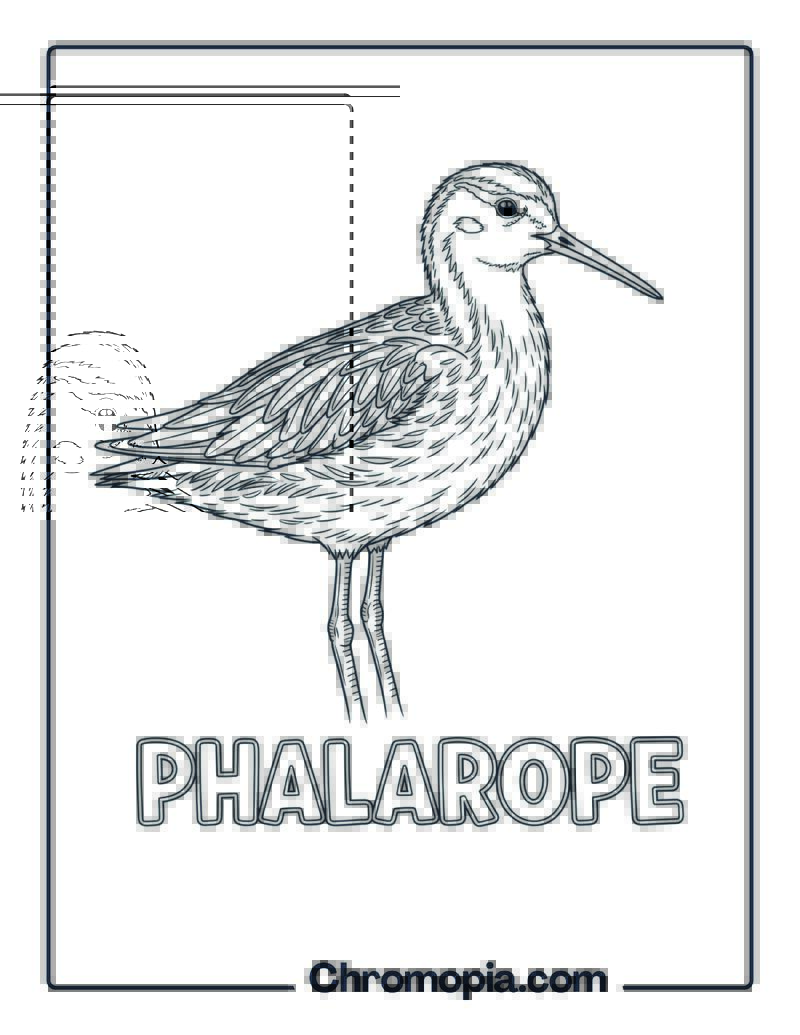 Phalarope coloring page
