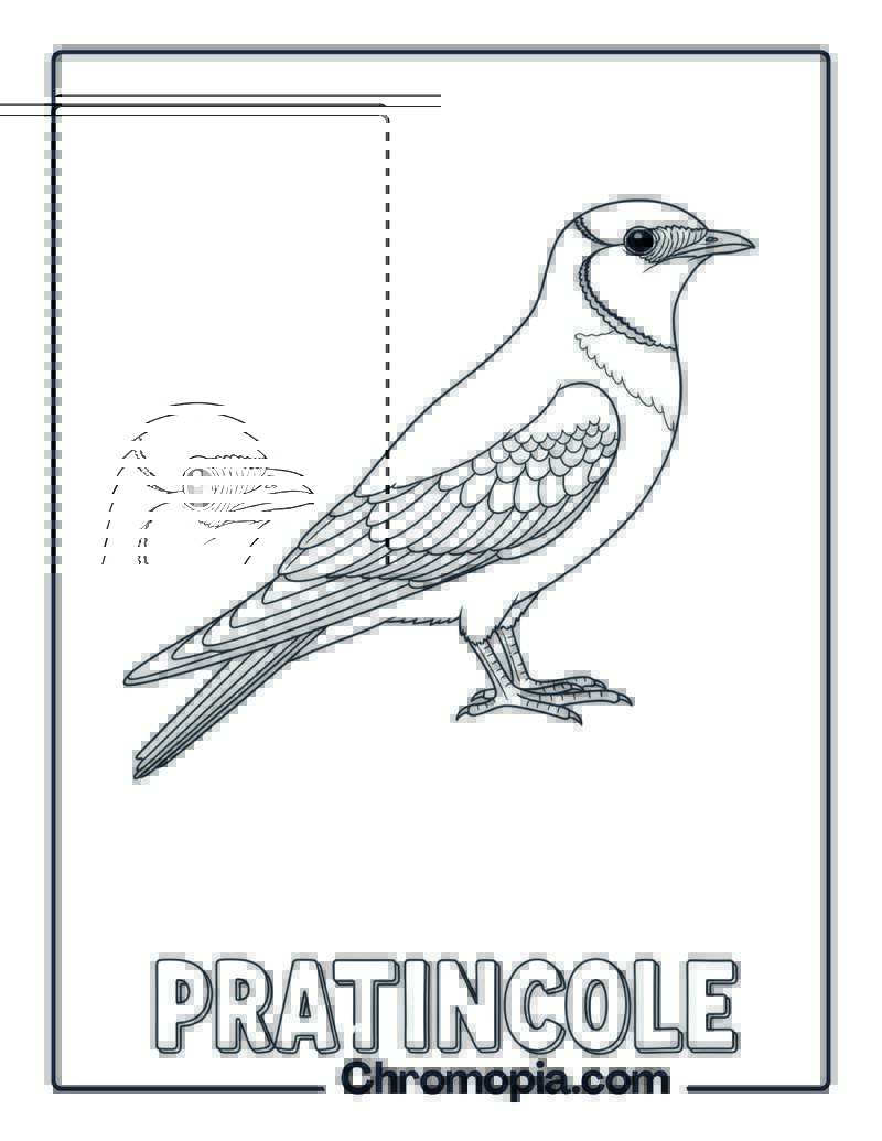 Pratincole coloring page