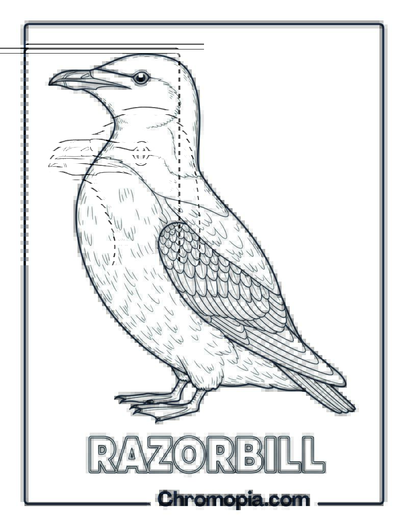 Razorbill coloring page