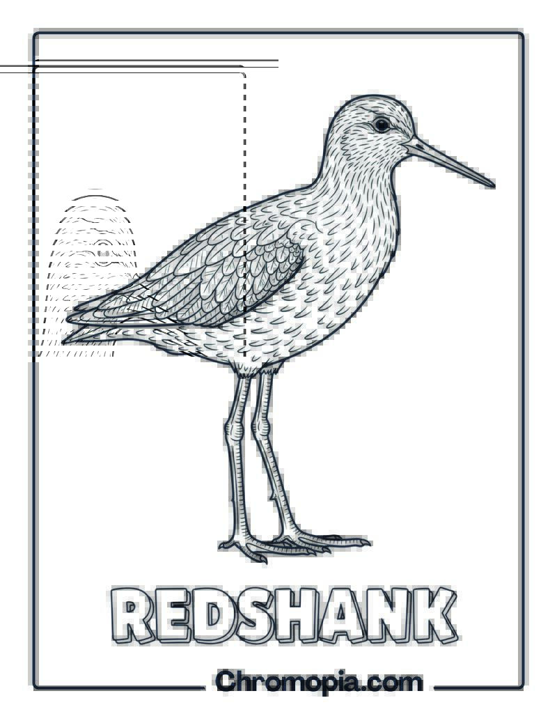 Redshank coloring page