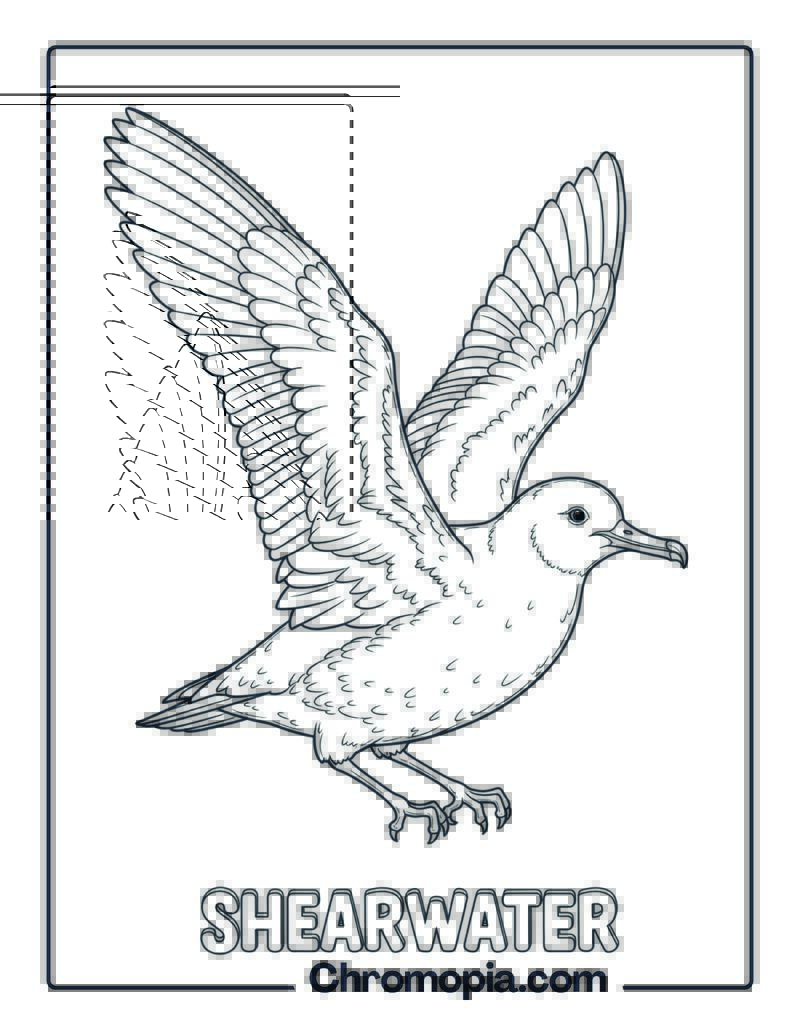 Shearwater coloring page