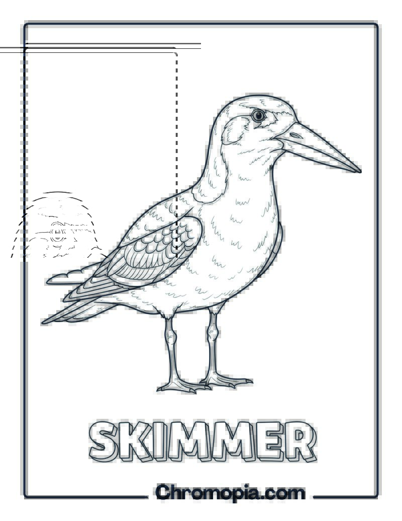 Skimmer coloring page