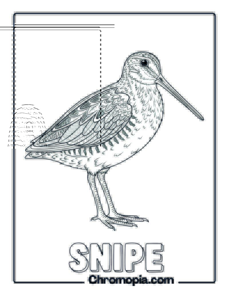 Snipe coloring page