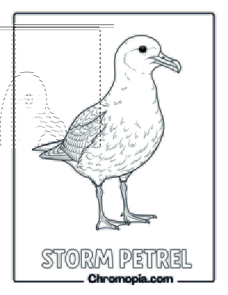 Storm Petrel coloring page