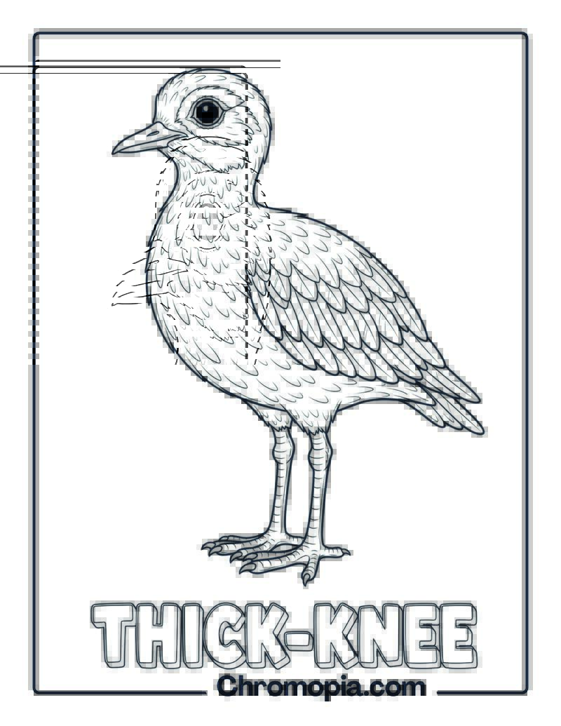 Thick-knee coloring page