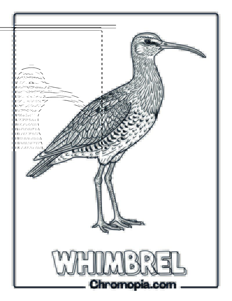 Whimbrel coloring page