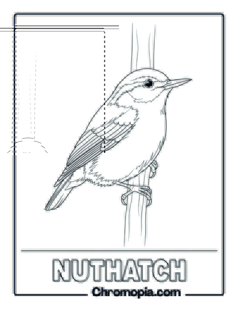 Nuthatch coloring page