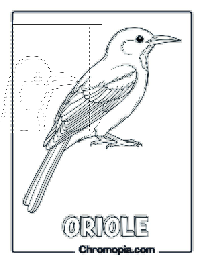 Oriole coloring page