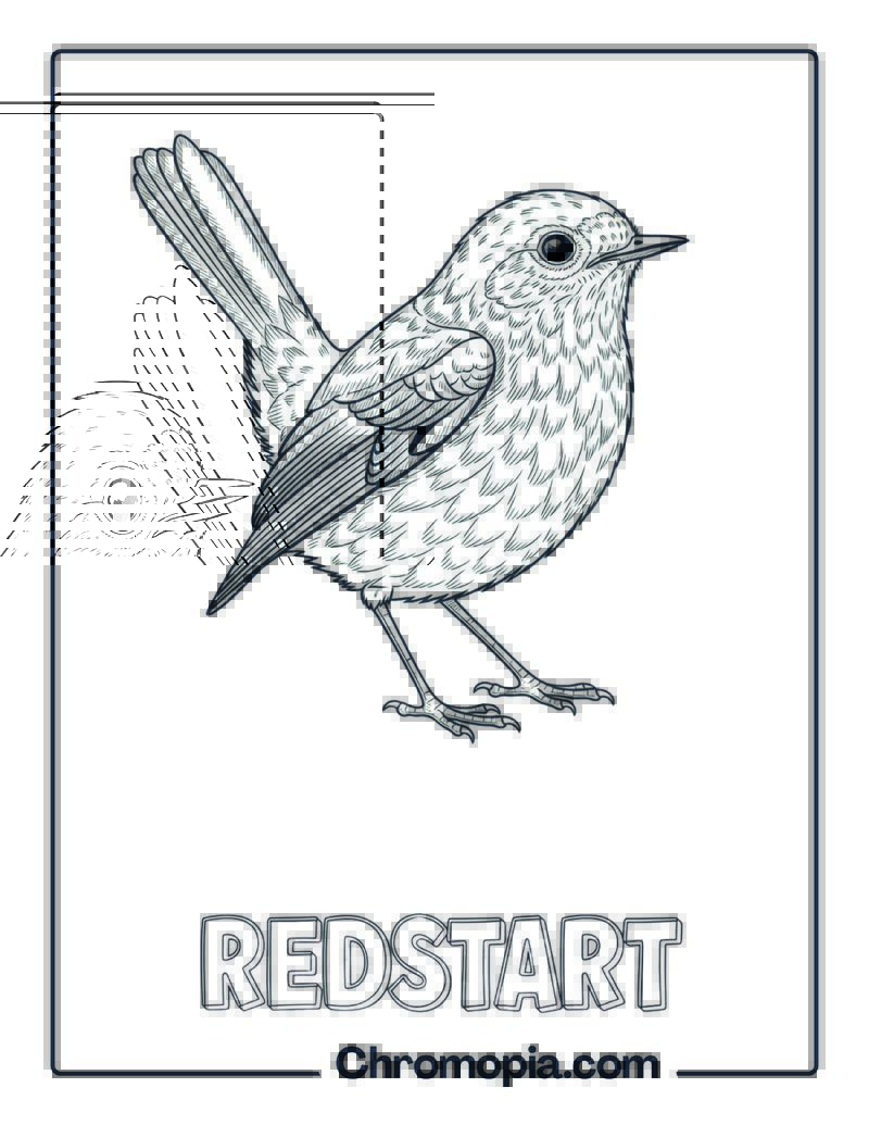 Redstart coloring page