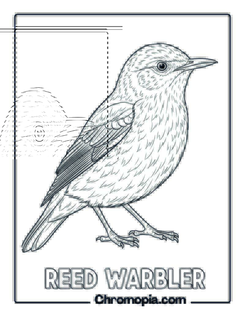 Reed Warbler coloring page