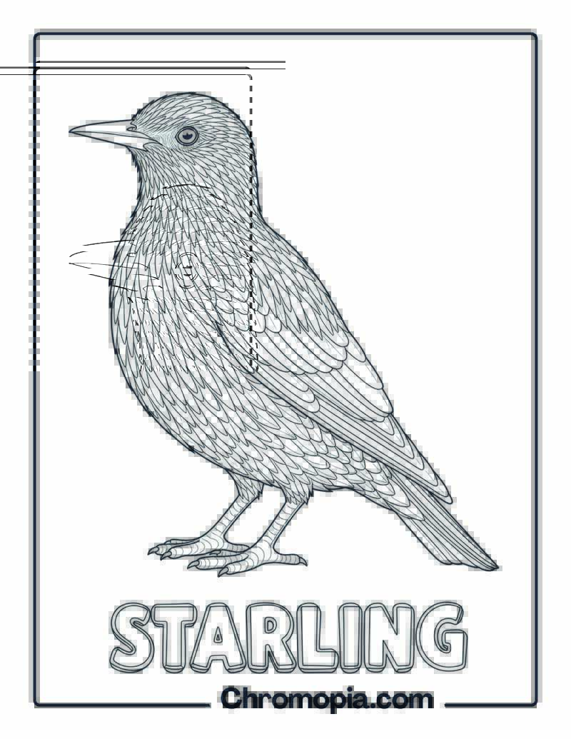 Starling coloring page