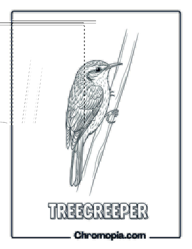 Treecreeper coloring page