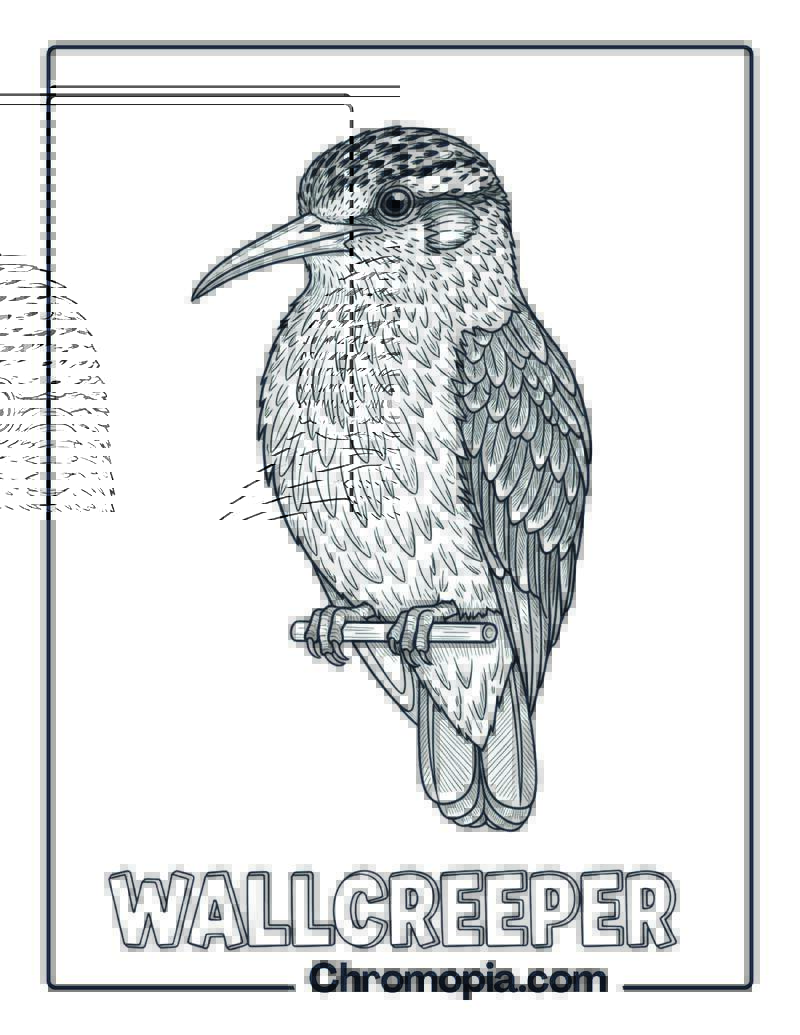Wallcreeper coloring page