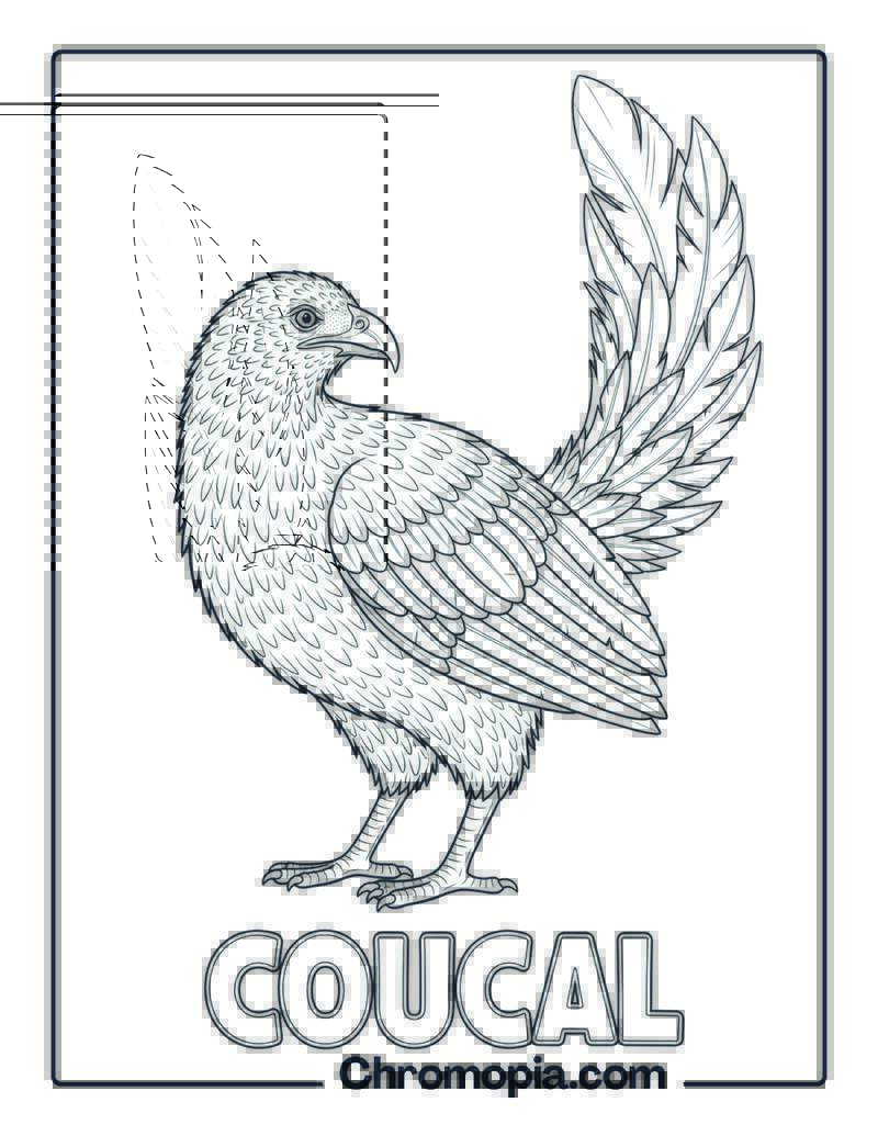 Coucal coloring page