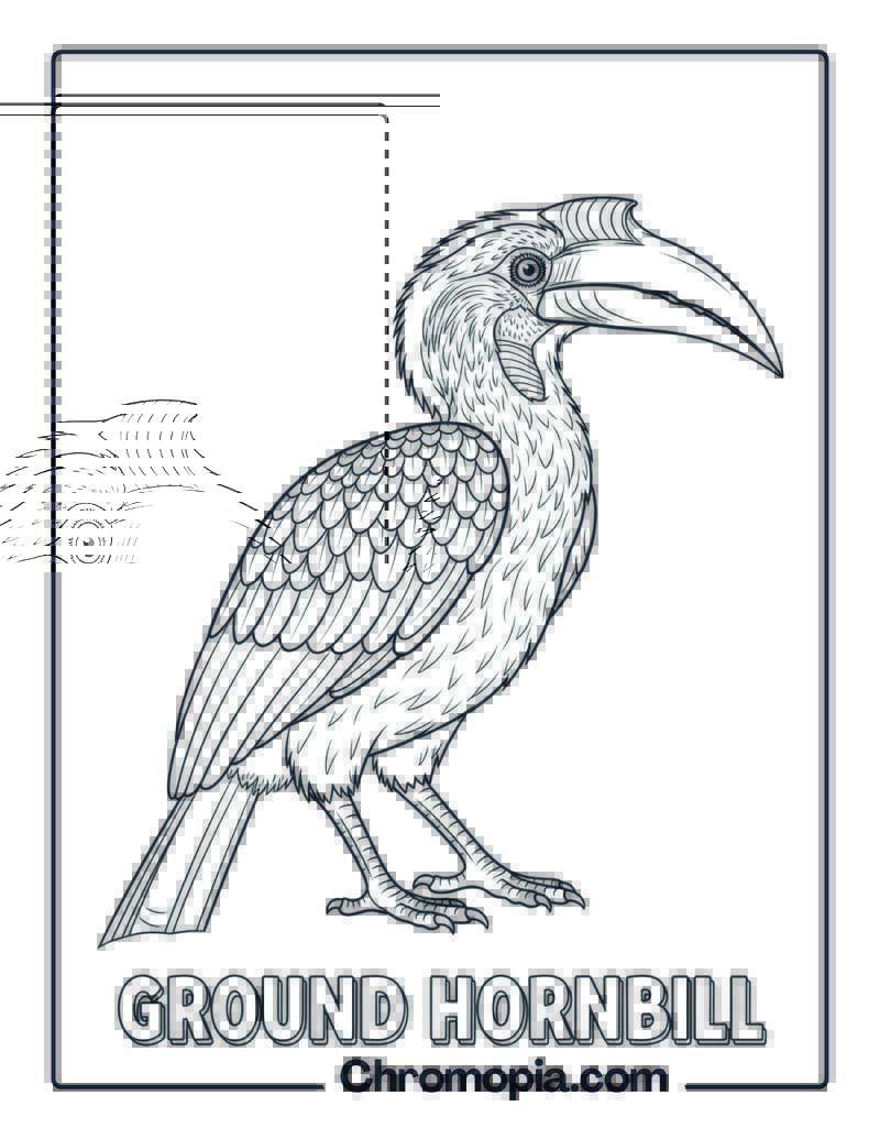 Ground Hornbill coloring page