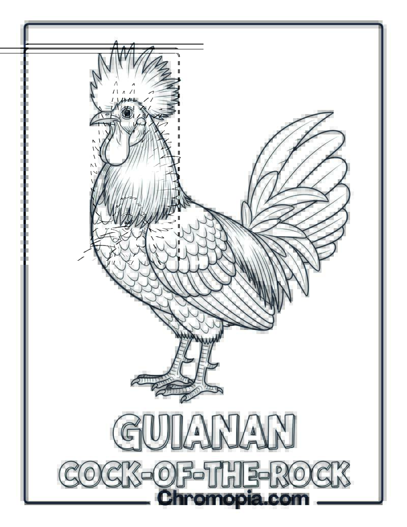 Guianan Cock-of-the-rock coloring page