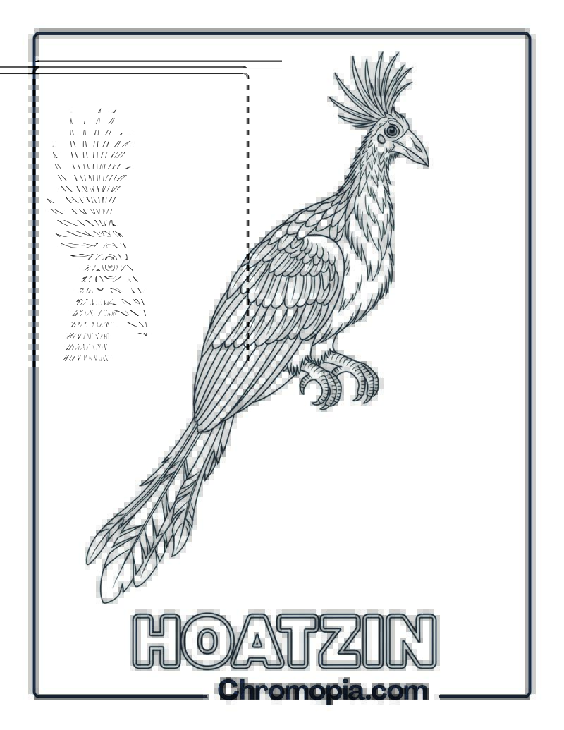 Hoatzin coloring page
