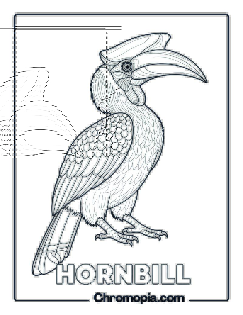 Hornbill coloring page