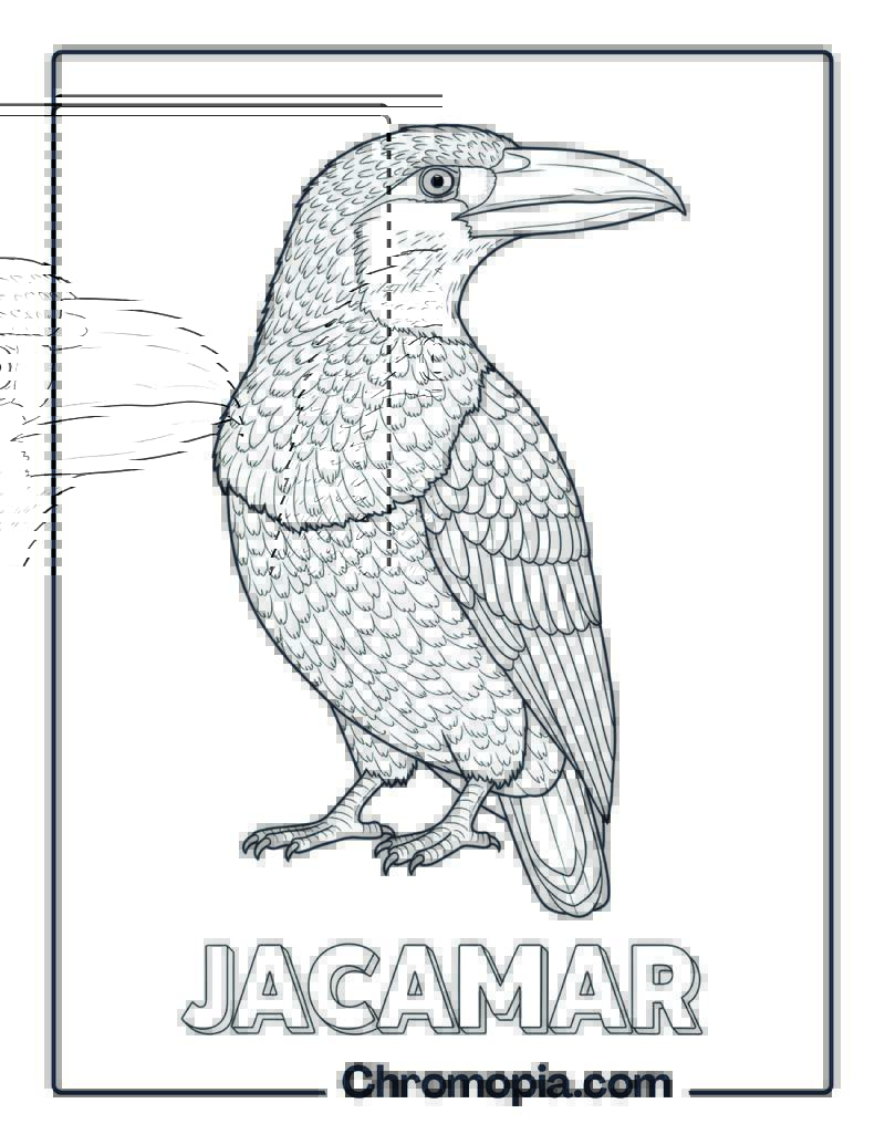Jacamar coloring page