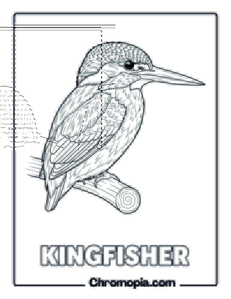 Kingfisher coloring page
