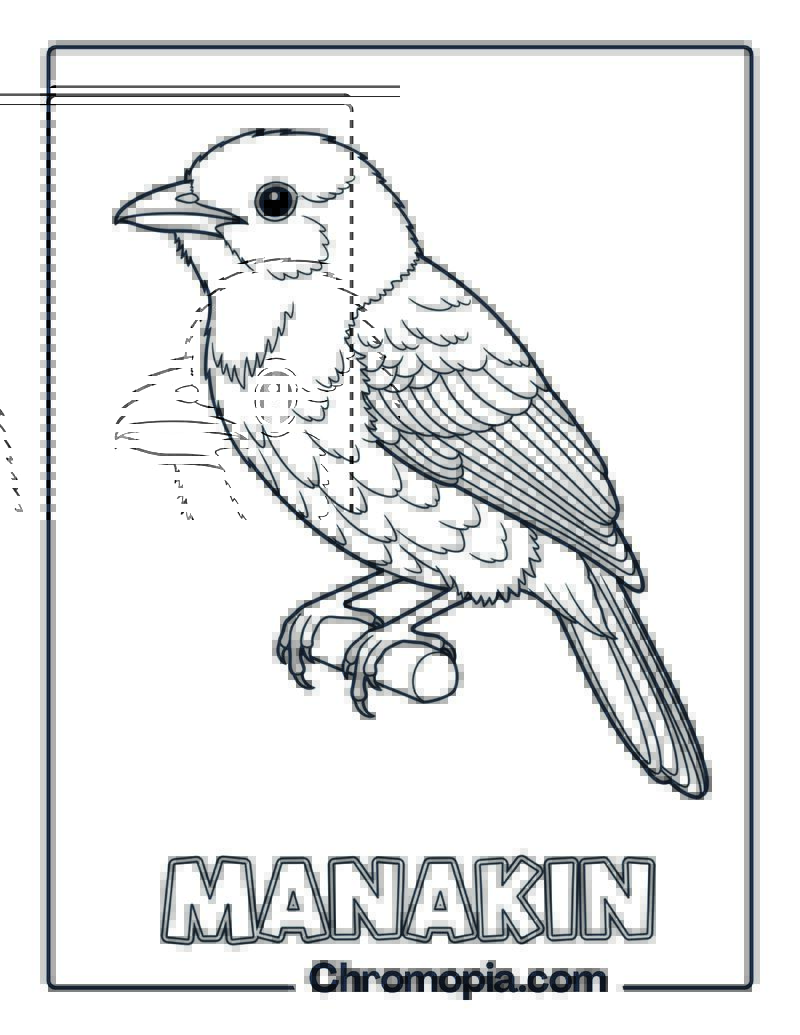 Manakin coloring page