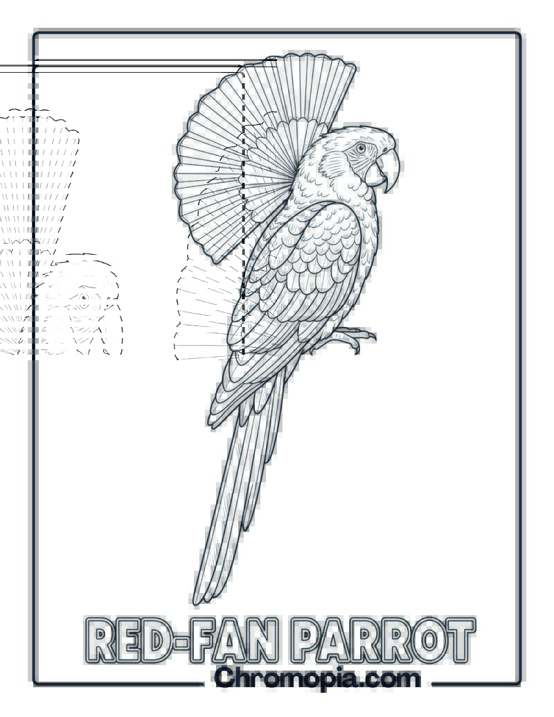 Red-fan Parrot coloring page