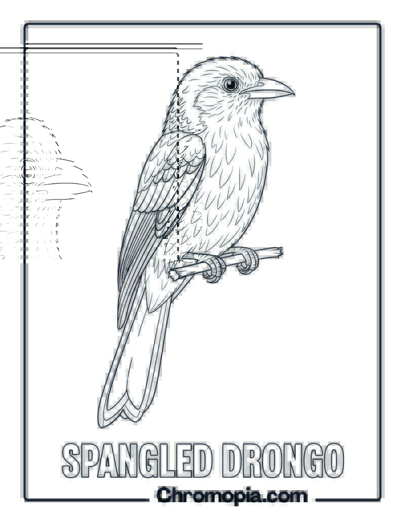 Spangled Drongo coloring page