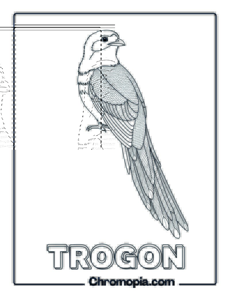 Trogon coloring page