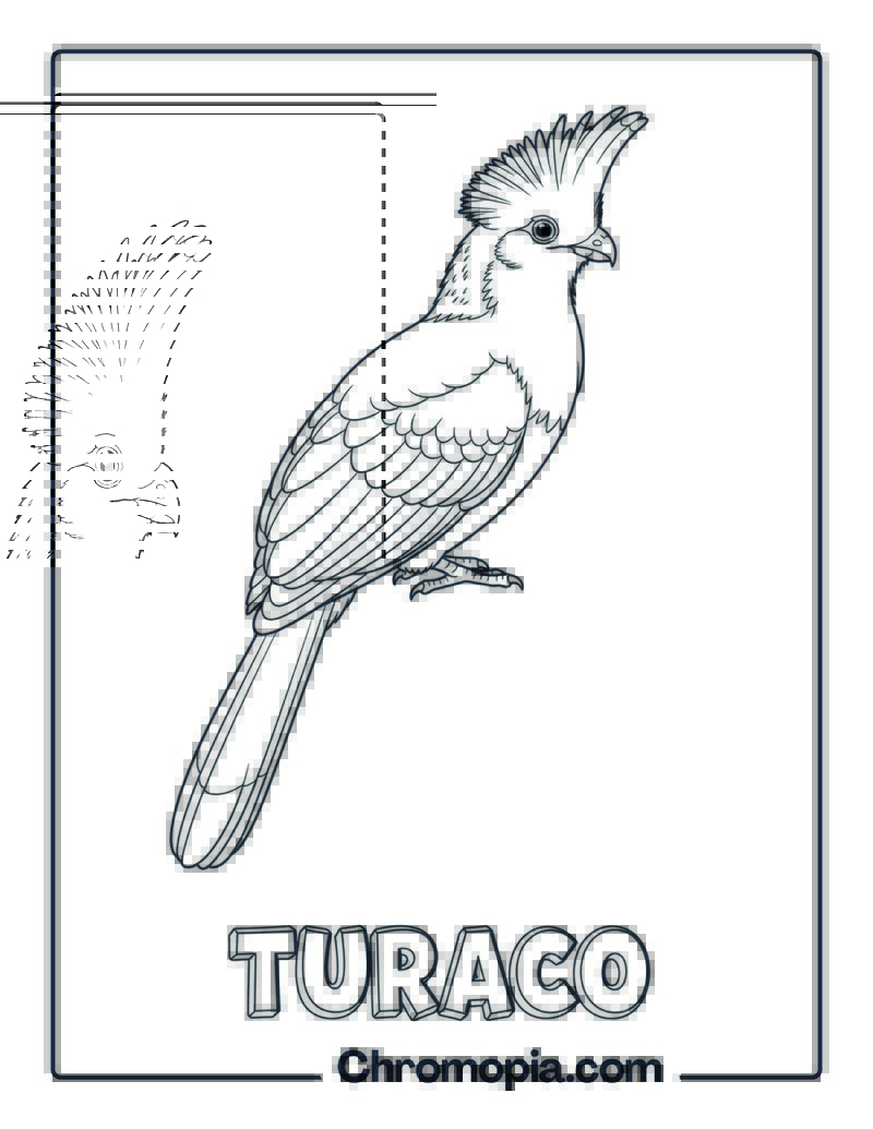 Turaco coloring page