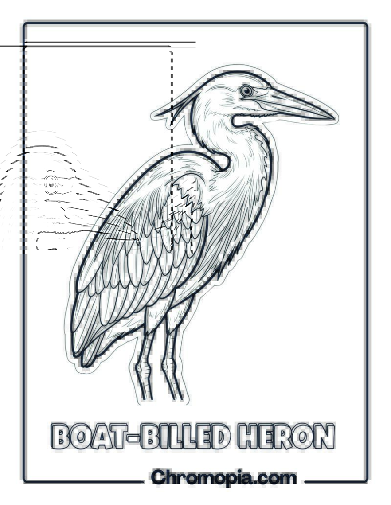 Boat-billed Heron coloring page