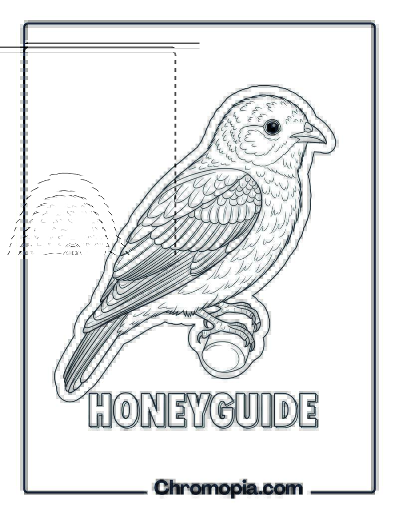 Honeyguide coloring page