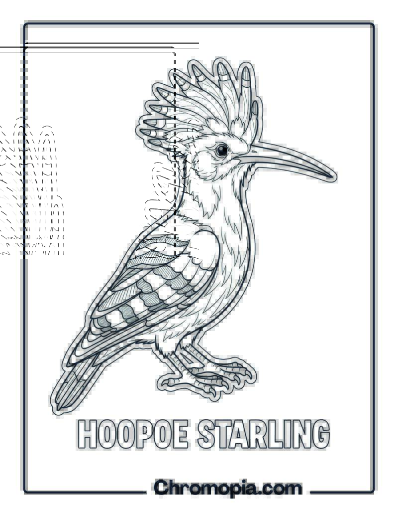 Hoopoe Starling coloring page