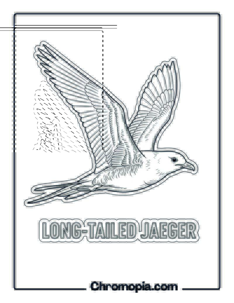 Long-tailed Jaeger coloring page