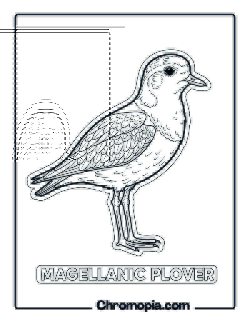 Magellanic Plover coloring page