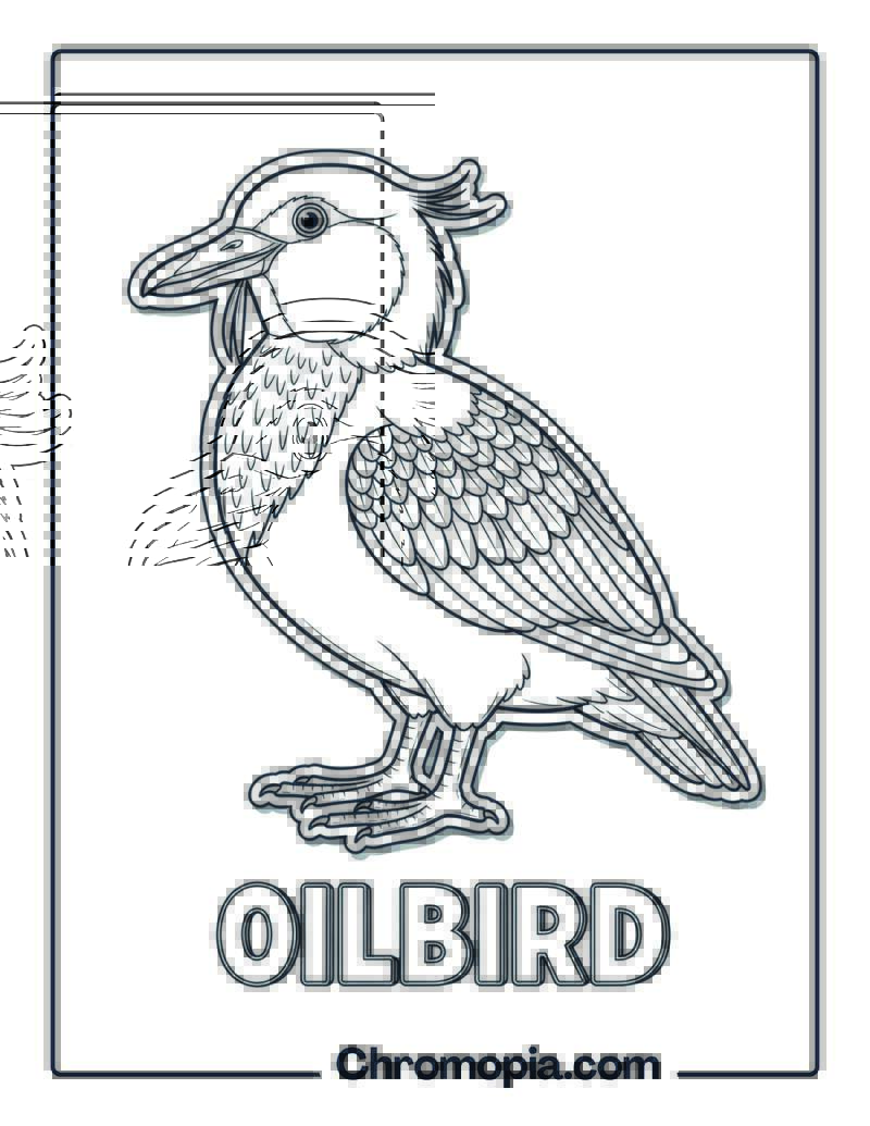 Oilbird coloring page