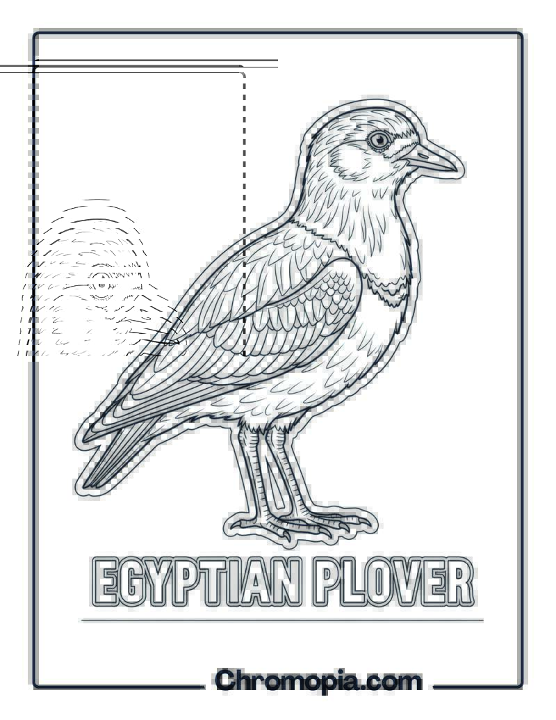 Pluvianus (Egyptian Plover) coloring page