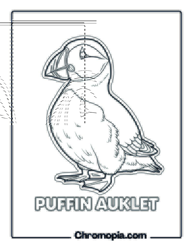 Puffin Auklet coloring page