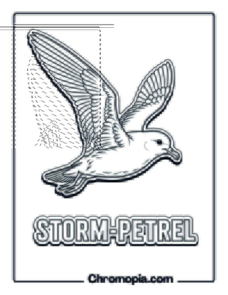 Storm-Petrel coloring page