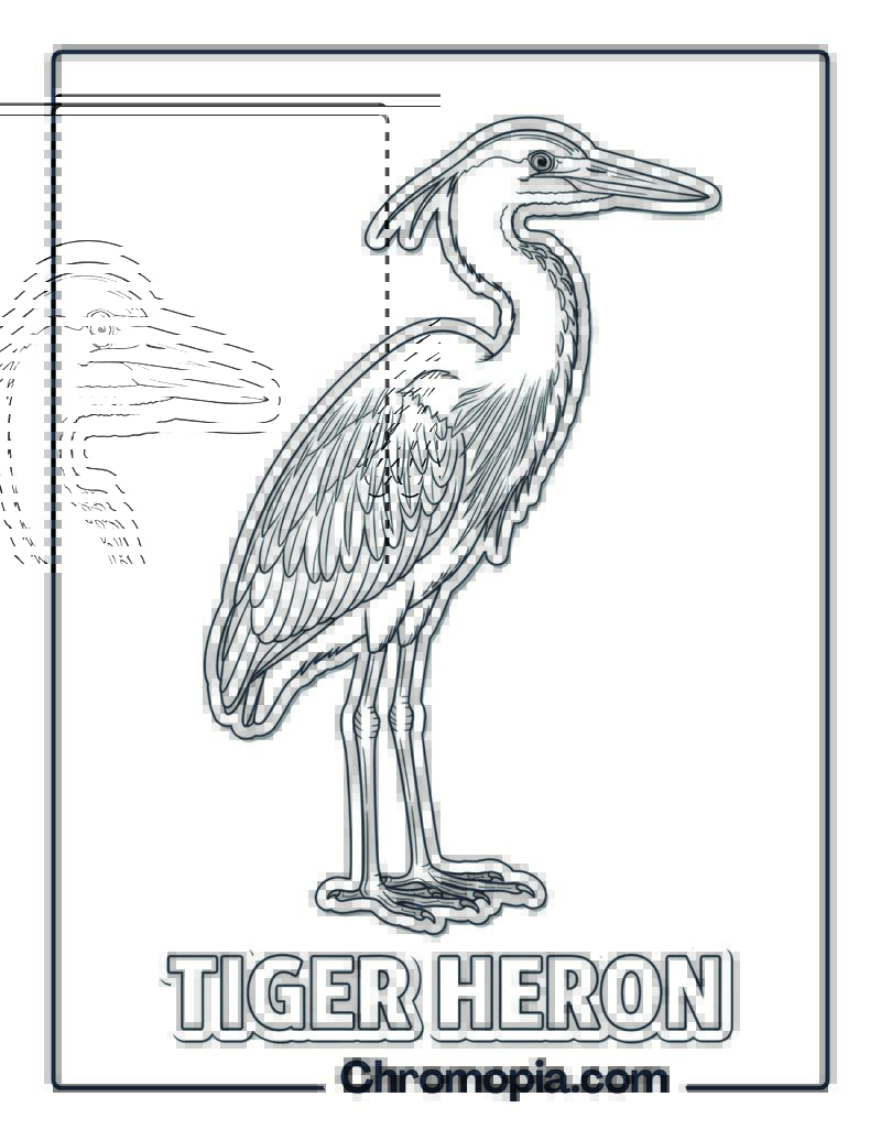 Tiger Heron coloring page