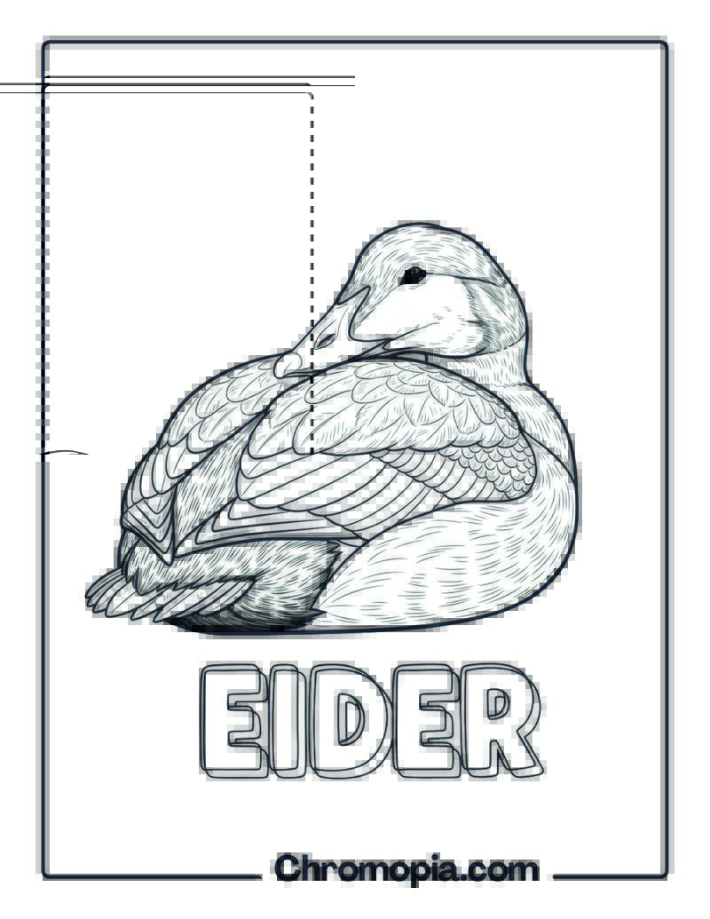 Eider coloring page