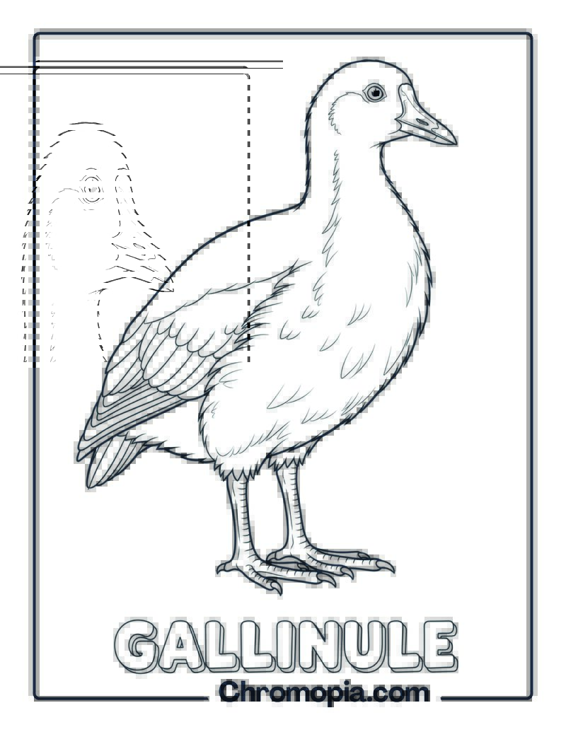 Gallinule coloring page