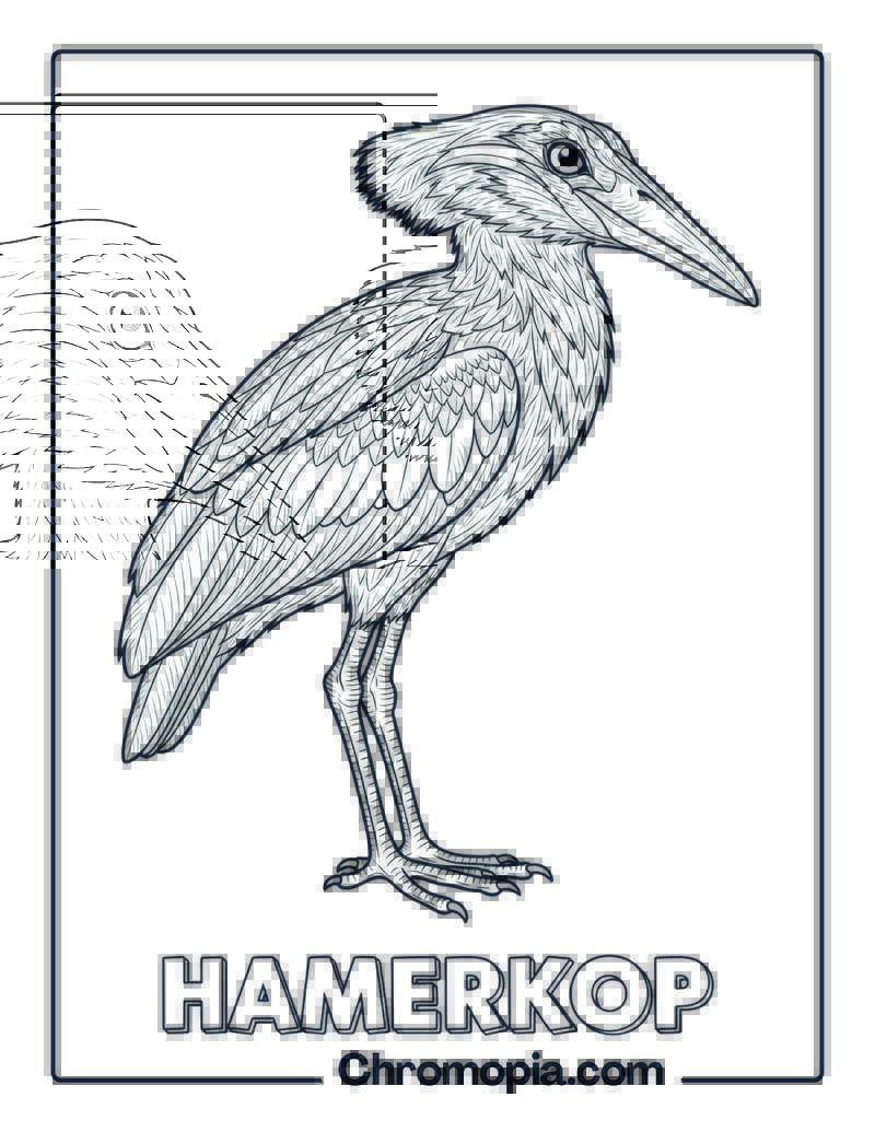 Hamerkop coloring page