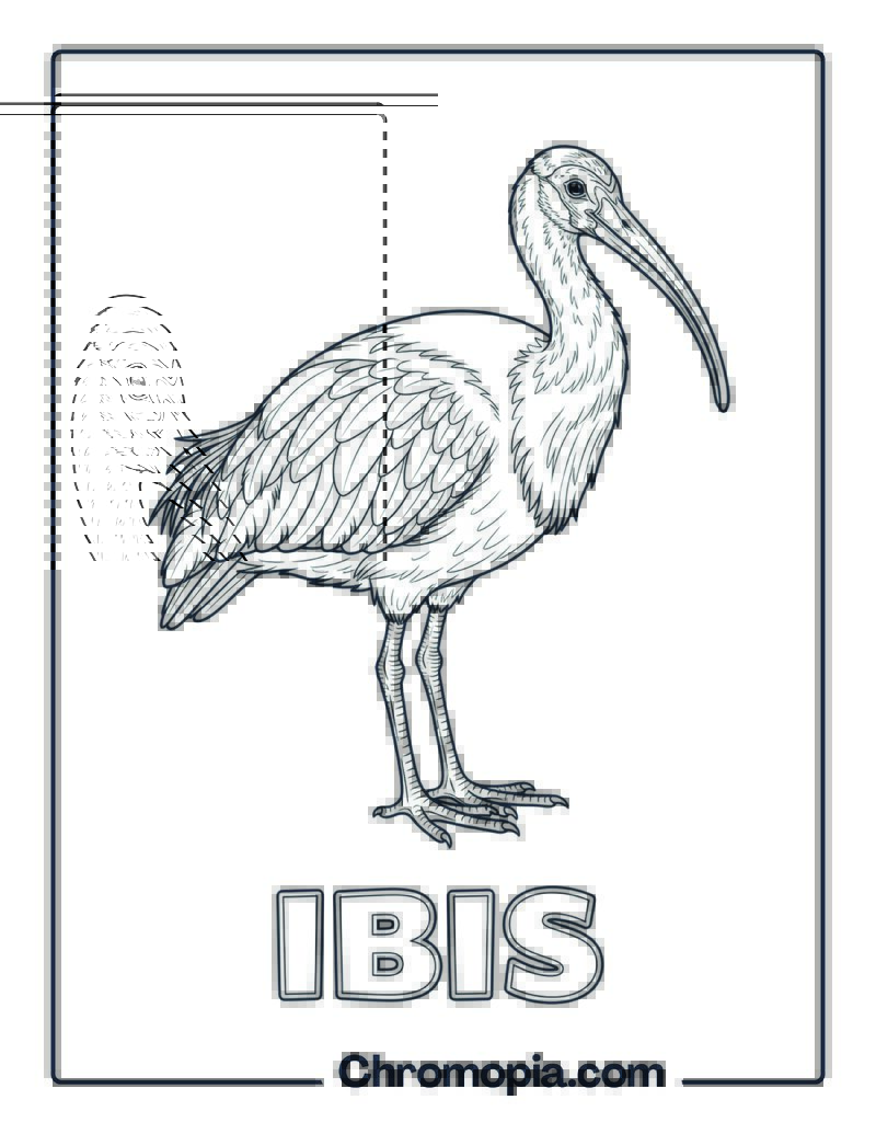 Ibis coloring page