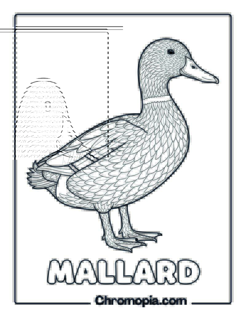 Mallard coloring page