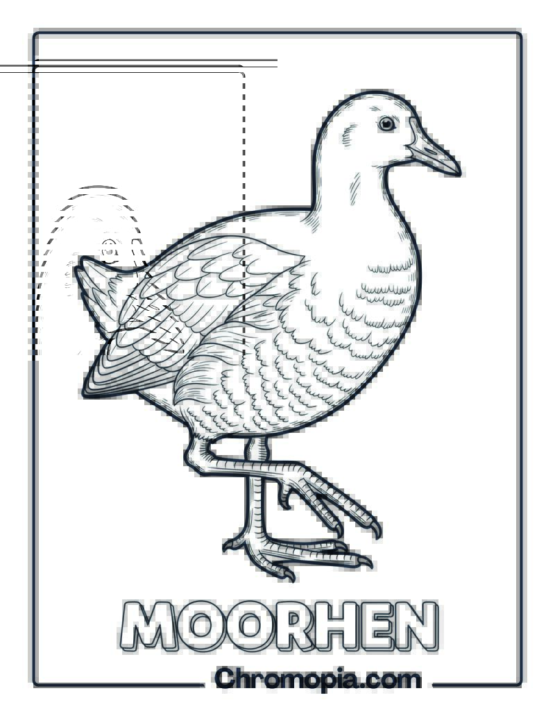Moorhen coloring page