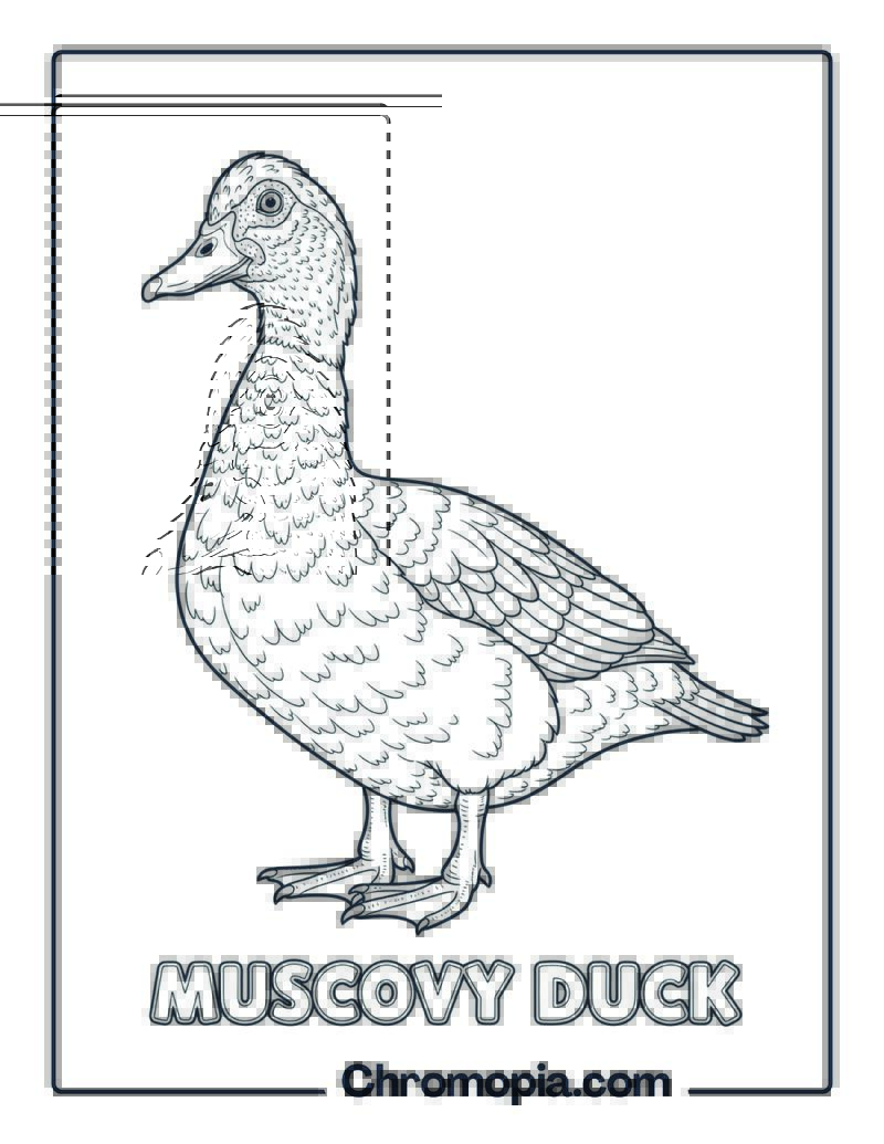 Muscovy Duck coloring page