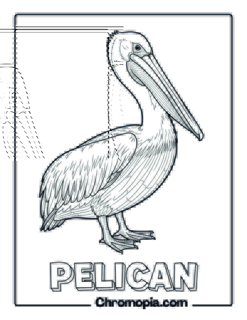 Pelican coloring page