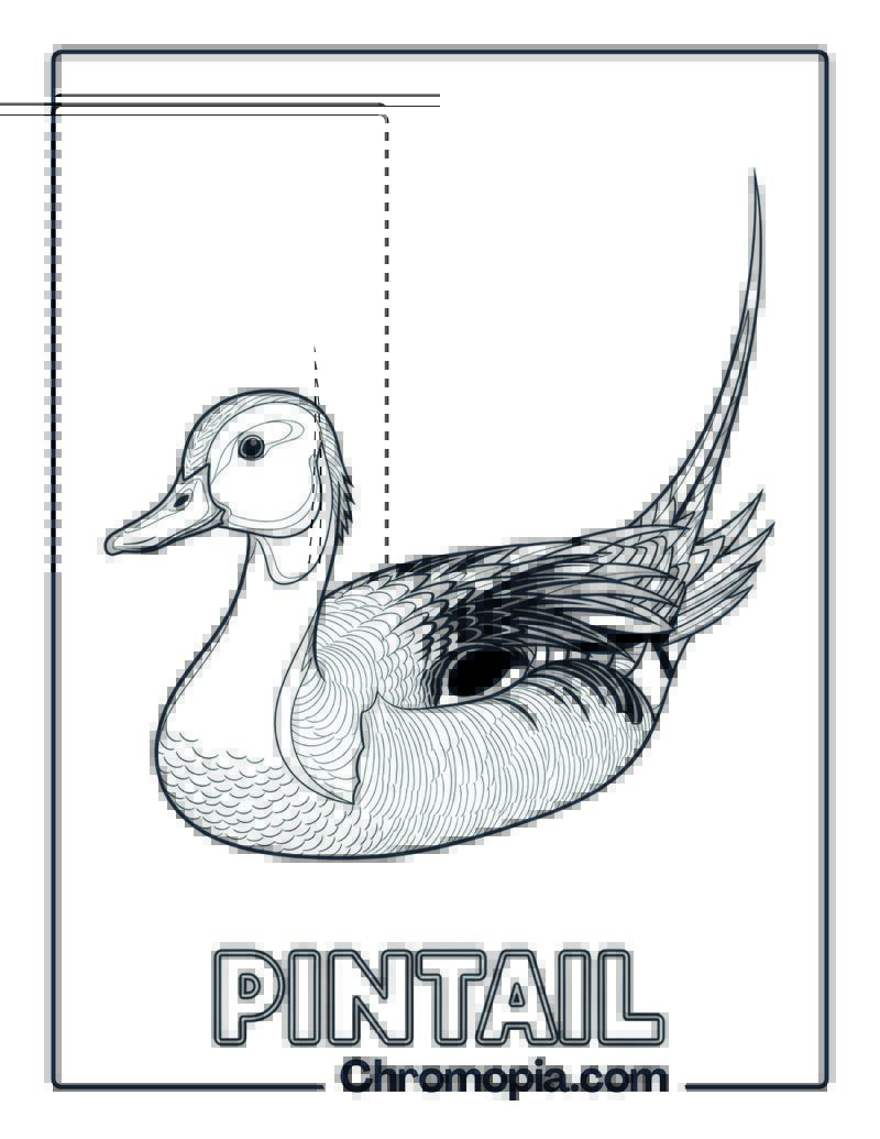 Pintail coloring page