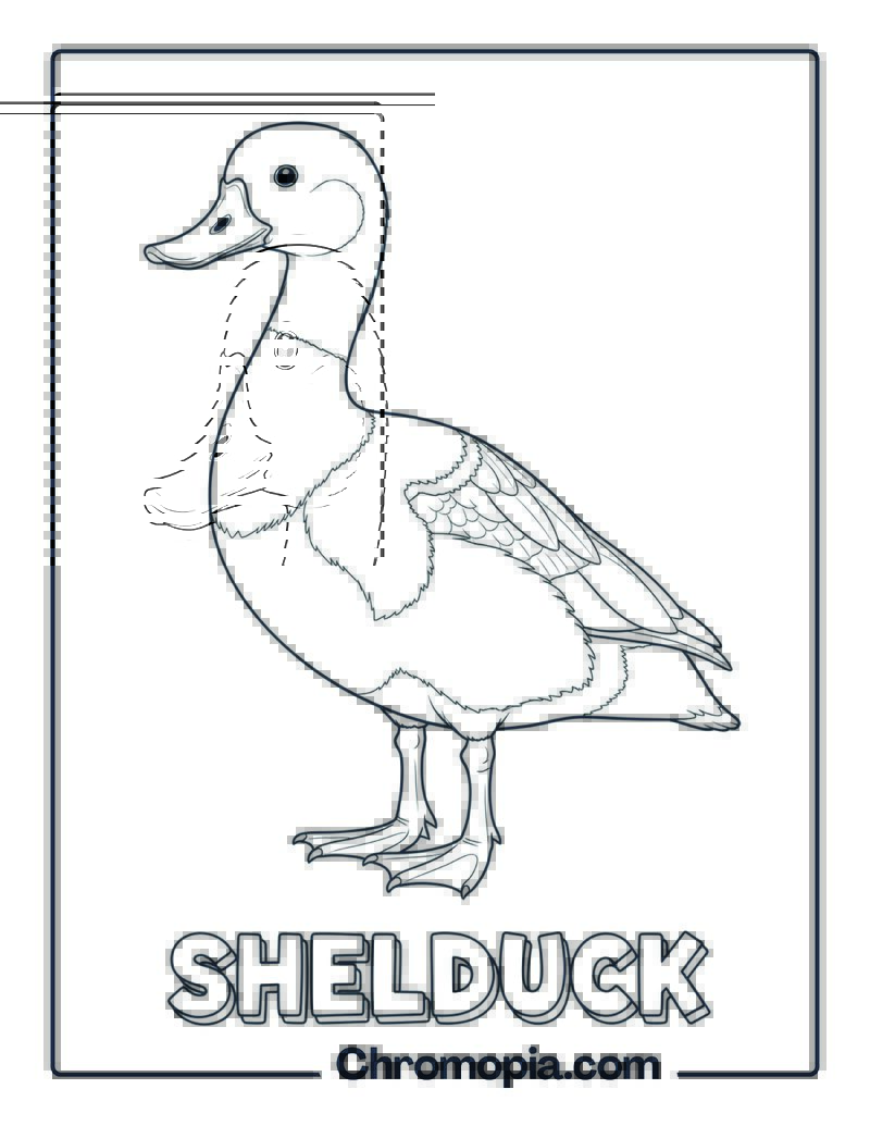 Shelduck coloring page