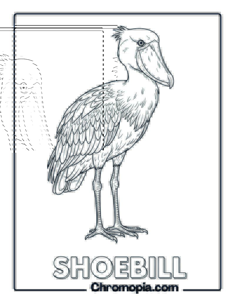 Shoebill coloring page
